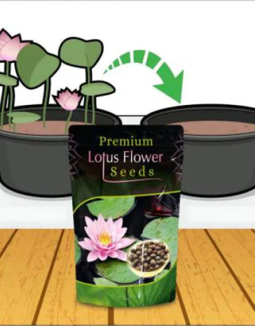 Lotus Plant Seed (Piece of 50)